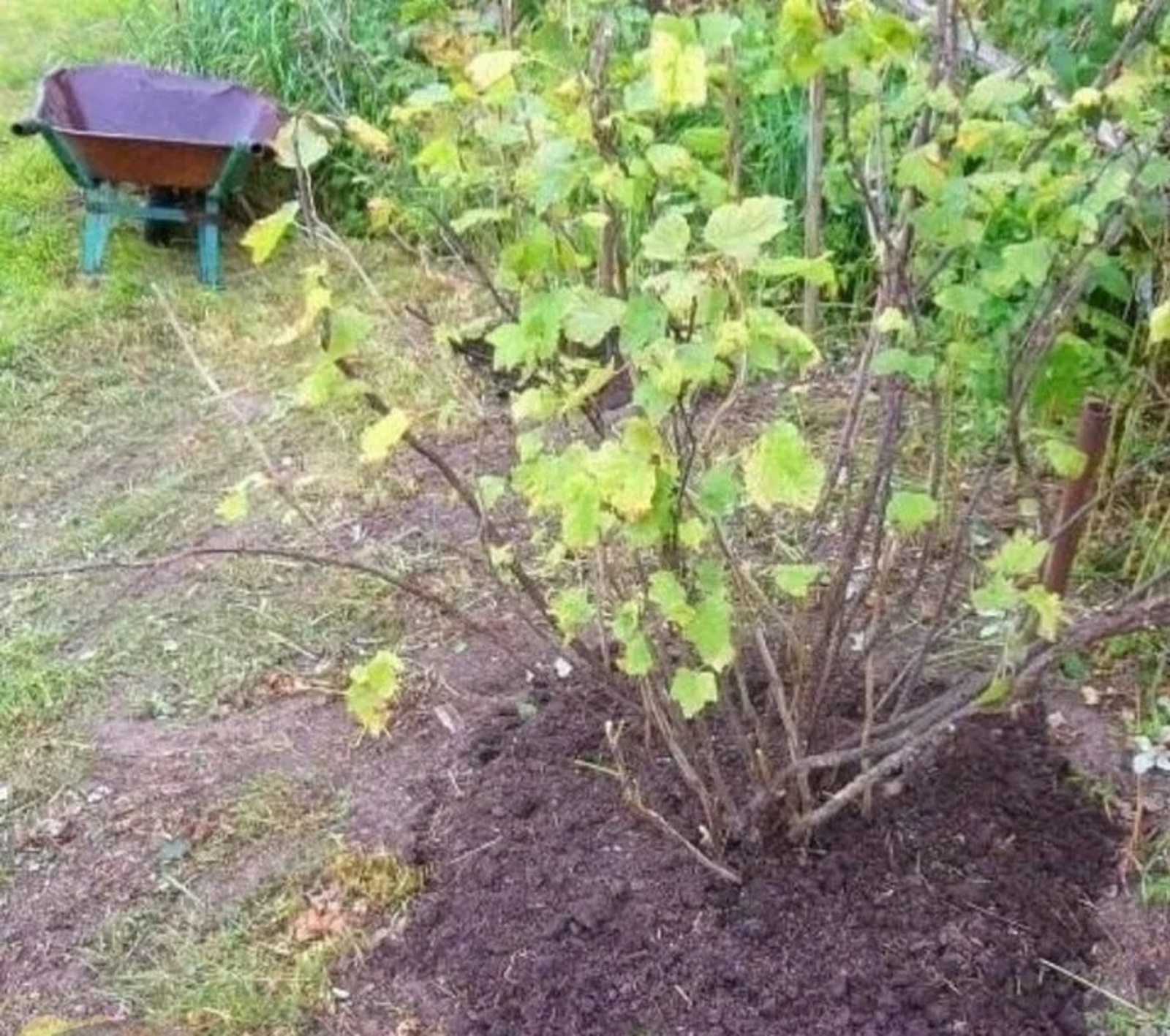 Белгес кәңәше