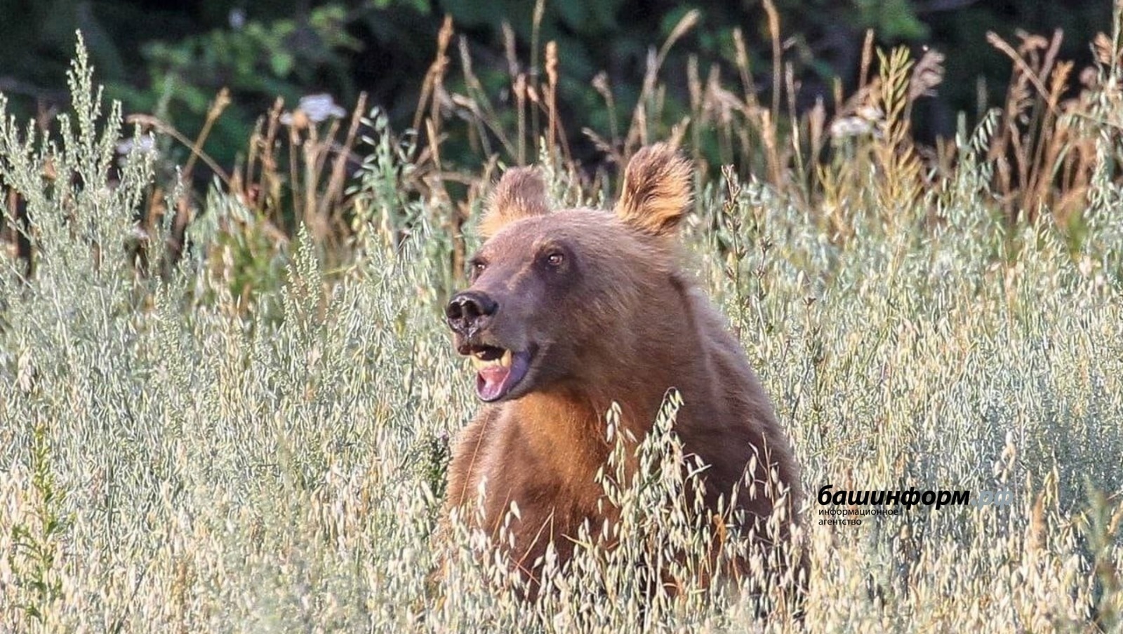 Айыуҙы ат һәм 50 мең һум аҡса ал!