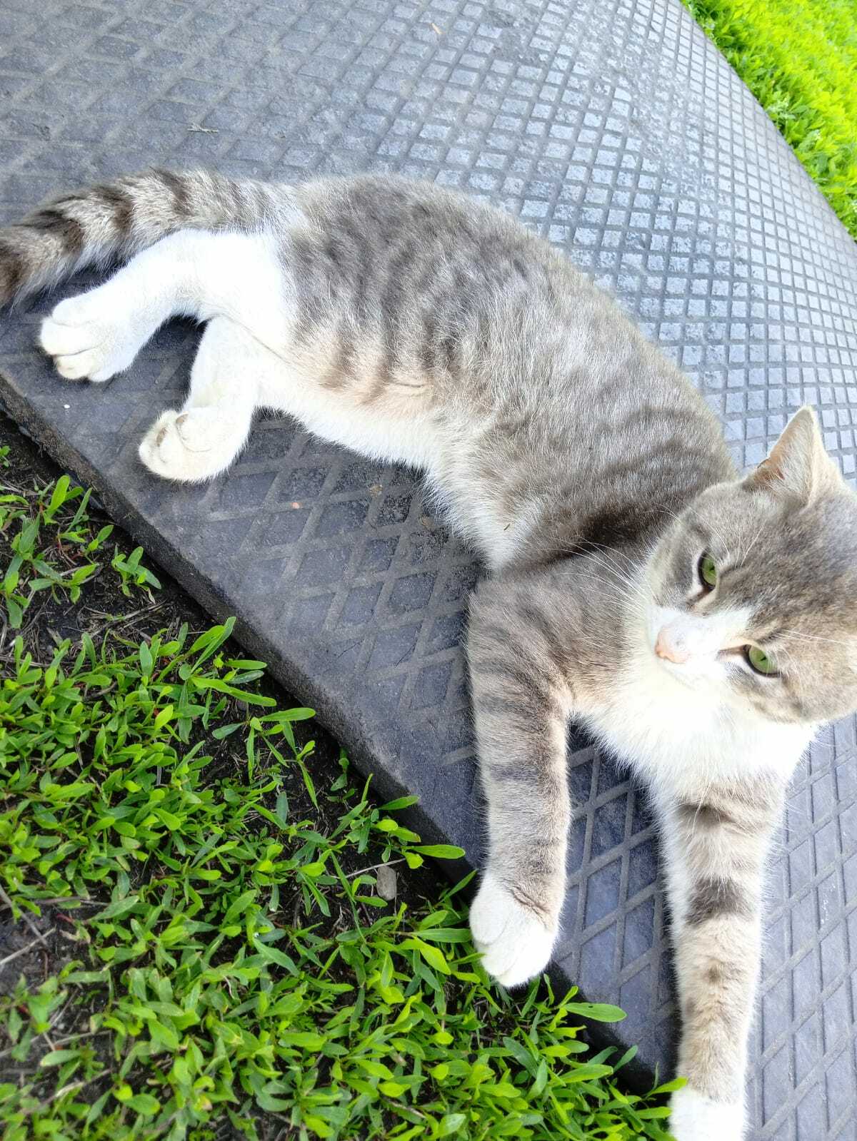 Зачем чипировать домашних животных?