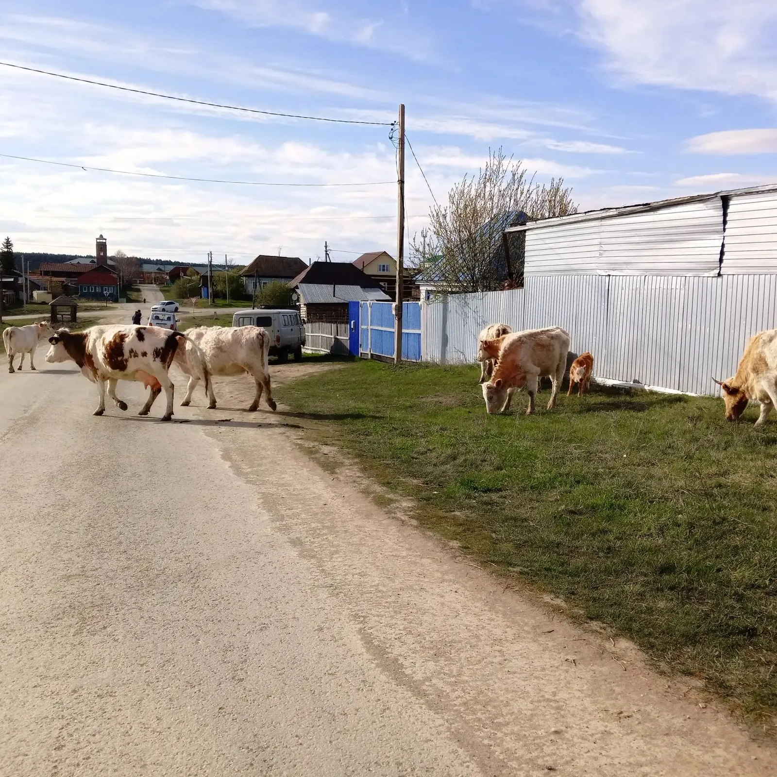 Ни өсөн һыйырҙарҙы ауыл эсендә иркен йөрөтөргә ярамай?