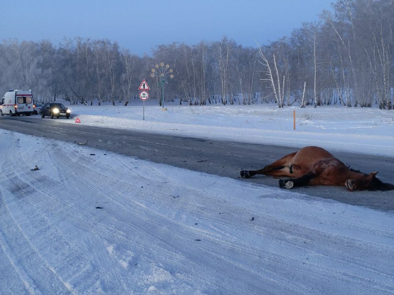 Юлға тағы йылҡы малы сыҡҡан...
